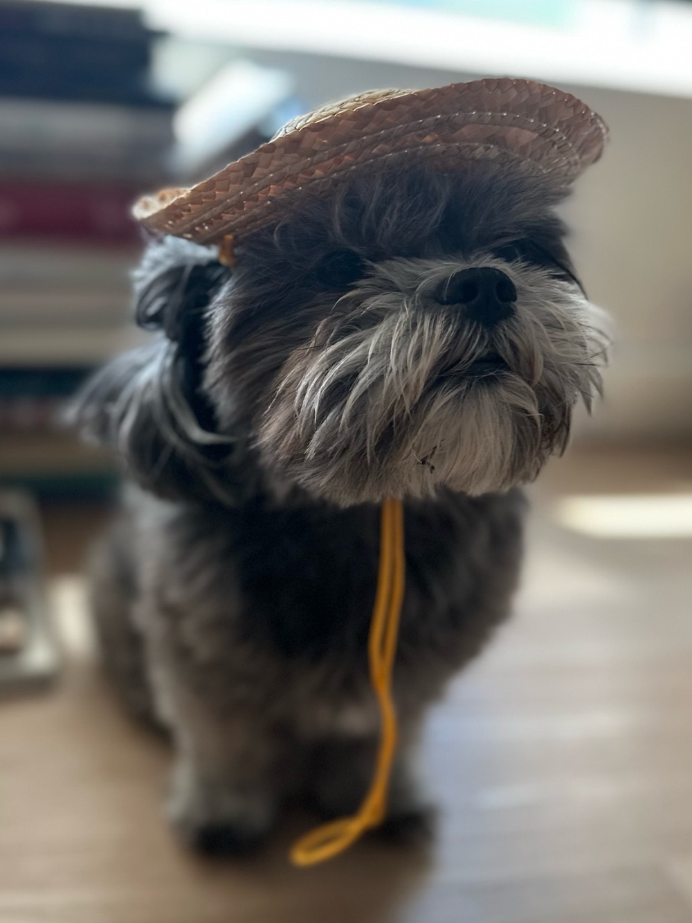 Small Dog Straw Hat with Chin Strap - Brown